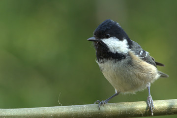 Fototapeta premium Coal Tit (Periparus ater) sitting on a twig, isolated left of frame with copy space.