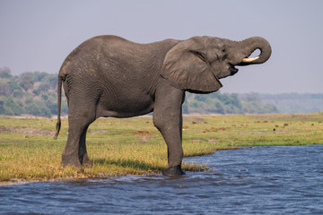 Fototapeta premium ein großer Einzelgänger Elefant trinkt Wasser am Chobe River, Botswana