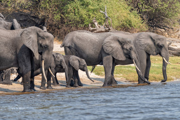 eine Elefantenherde mit einem Jungtier trinkt am Fluss, Chobe River, Botswana