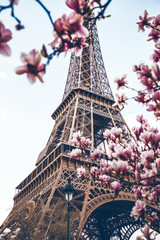 Blühende Magnolie vor dem Hintergrund des Eiffelturms