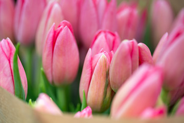 Fototapeta premium huge bouquet of pink tulips in amsterdam