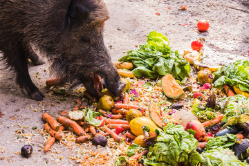 several jabalies eating fruits and vegetables