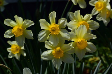 Obraz premium 春、満開のスイセン