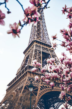 Fototapeta Blossoming magnolia against the background of the Eiffel Tower