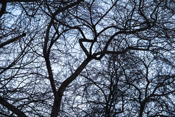 Bare branchy big trees of a forest in winter, silhouettes against sky