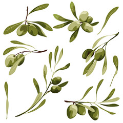 Olive vector clip art set. Bio food illustration , green plant with leaf and berry .