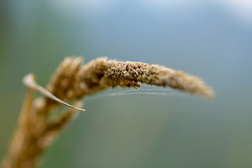 close up of seeds and spider webs at the top of grass