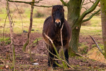 Exmoor Pony zwischen Bäumen im Naturschutzgebiet Rhäden
