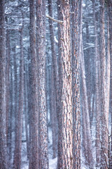 falling snow in the forest 