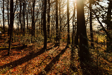 Fototapeta premium RAY