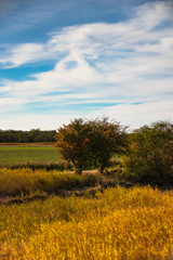 Herbstlandschaft Fehmarn , Baum und Gräser