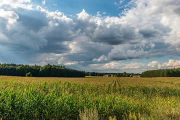 pole kukurydzy © Kamil_k2p