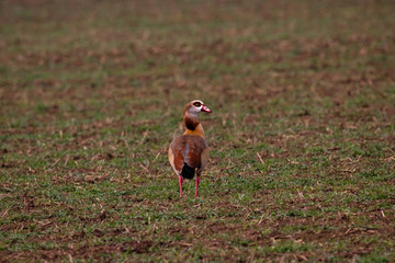Nilsgans auf einen Acker