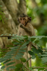 Baby long-tailed macaque sucks thumb on branch
