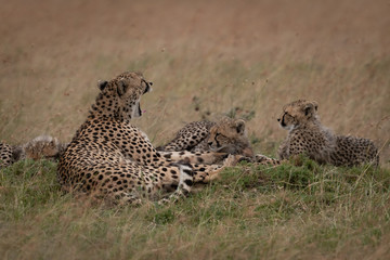 Yawning cheetah lying with cubs in grass