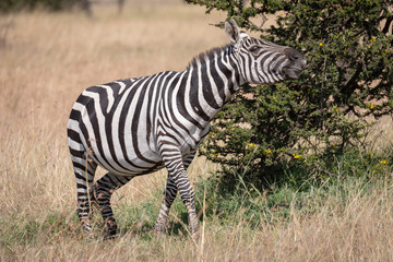 Fototapeta na wymiar Zebra stretching neck beside bush on savannah