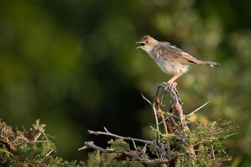 Zitting cisticola on whistling thorn opens beak