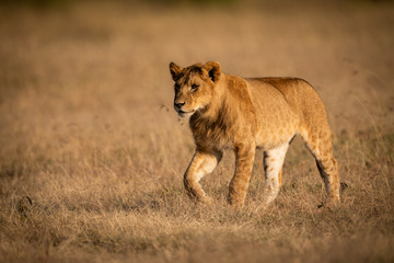 Young male lion walks in golden light