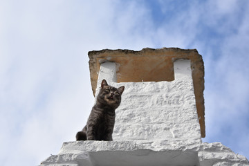 Dark cat on an old trulli stone roof with white chimney - a symbol of the town of Alberobello, Italy