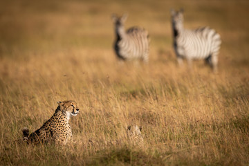 Fototapeta na wymiar Zebras watch cheetah and cub in grass