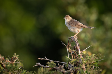Zitting cisticola perched in whistling thorn tree