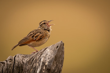 Zitting cisticola with open beak on stump
