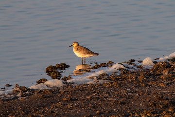 Strandläufer in der Morgensonne Ostsee