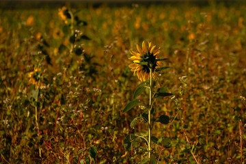 Sonnenblume von hinten auf Wiese