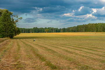 bocian na łące © Kamil_k2p