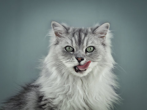 Potrait Katze Kater Ragdoll Perser langhaar leckt sich das Maul 