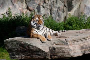 Fototapeta na wymiar Tiger is lying on a stone and enjoying the sun in a Swedish zoo
