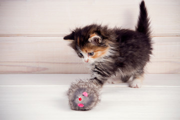 little kitten playing with a toy mouse on a white wooden background.copy space
