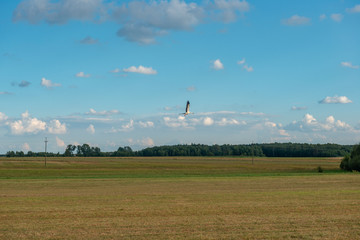 lecący bocian nad łąkami © Kamil_k2p