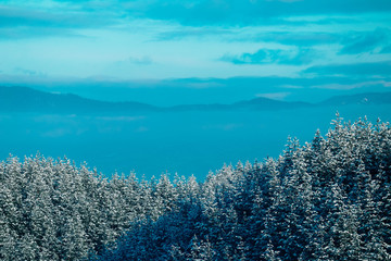 Beautiful foggy mystic mountains. Fog clouds at the pine tree mystical woods. Pine forest covered with snow, winter alpine landscape.