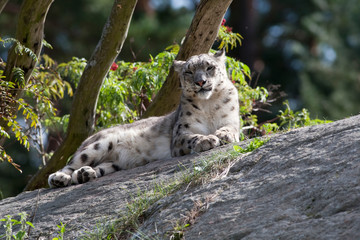 Snow Leopard lies in the sun and enjoys in a Swedish zoo