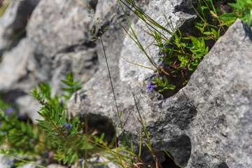 Obraz premium Upper Lake of Fusine. Emerald waters. Tarvisio to be discovered. Friuli