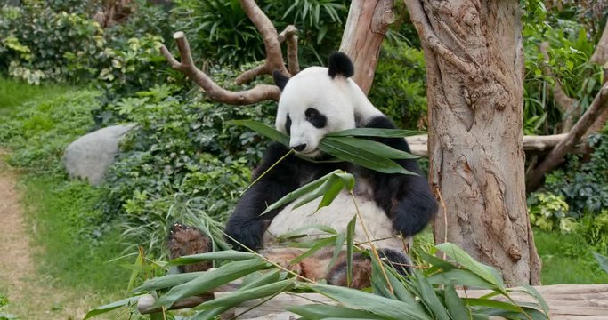 Panda eat green bamboo