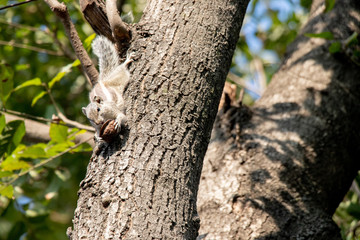 Obraz premium Gary squirrel clinging to a tree