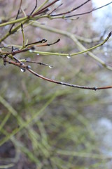 branch with fade branches 