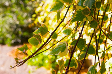Green leaves on the branches in the sun's rays.