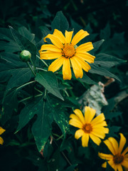 Fototapeta na wymiar Yellow Tree marigold, Mexican tournesol, Mexican sunflower, Japanese sunflower, Nitobe chrysanthemum.