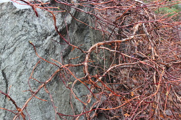 branches over rock