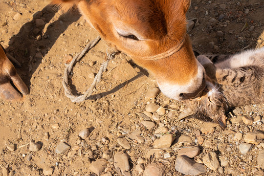 Cow Calf And Cat Playing Together