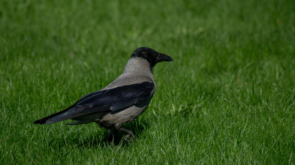crow on grass