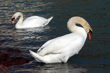 Swans at Lake Balaton, Hungary © gaborphotos