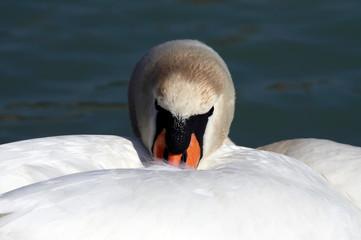 Swan at Lake Balaton, Hungary © gaborphotos