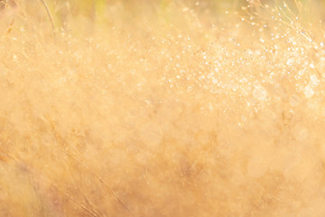 Blurred for​ background.The brown grass that has dew in the morning during the winter.