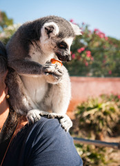 Obraz premium Lemur eating a carrot
