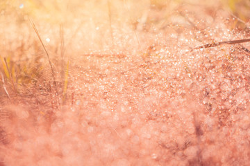 Blurred for​ background.The brown grass that has dew in the morning during the winter.