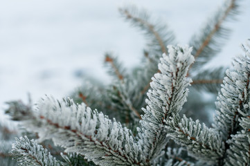 Pine branch covered with frost, crystals Pine branches with long needles in the cold
